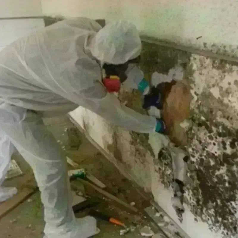 Mold Remediation and Removal in Clinton, IL